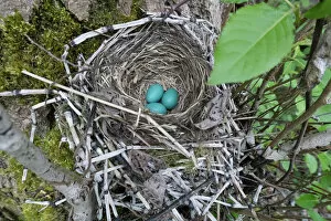 Animals Collection: USA, Washington State. Three American Robin, Turdus migratorius, sky blue eggs in