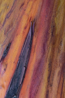 Anacortes Prints: USA, Washington State, Anacortes. Madrones tree bark at Cap Sante Park