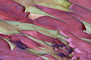 Images Dated 17th September 2024: USA, Washington State, Anacortes. Madrones tree bark at Cap Sante Park