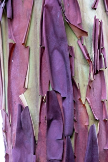 Images Dated 17th September 2024: USA, Washington State, Anacortes. Madrones tree bark at Cap Sante Park