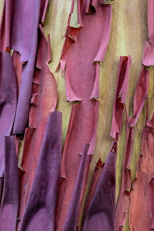 Images Dated 17th September 2024: USA, Washington State, Anacortes. Madrones tree bark at Cap Sante Park