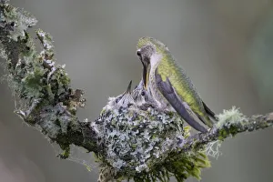 Images Dated 25th May 2017: USA, Washington State. Annas Hummingbird (Calypte anna) female feeding two chicks