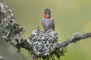 USA, Washington State. Annas Hummingbird (Calypte anna) female feeds two chicks