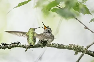 Images Dated 31st May 2017: USA, Washington State. Annas Hummingbird (Calypte anna) female gets ready to