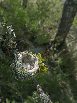 Images Dated 4th May 2017: USA, Washington State. Annas Hummingbird (Calypte anna) nest with two coffee-bean-sized