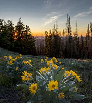 USA, Washington State. Arrowleaf Balsamroot (Balsamorhiza sagittata) at sunrise in