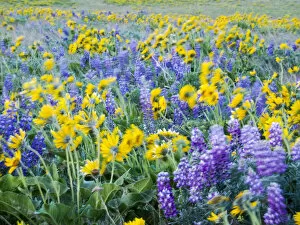 What's New: USA, Washington State. Arrowleaf balsamroot and lupine