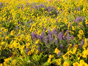 Images Dated 8th March 2022: USA, Washington State. Arrowleaf balsamroot and lupine
