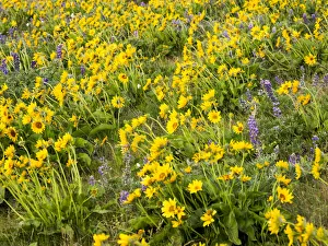 Images Dated 8th March 2022: USA, Washington State. Arrowleaf balsamroot and lupine