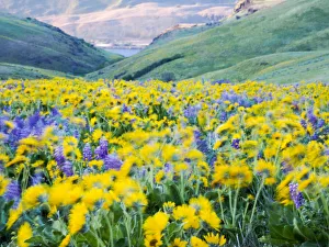 Images Dated 8th March 2022: USA, Washington State. Arrowleaf balsamroot and lupine