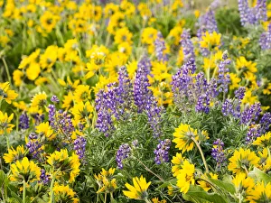 Images Dated 8th March 2022: USA, Washington State. Arrowleaf balsamroot and lupine