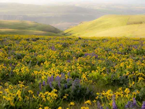 Images Dated 8th March 2022: USA, Washington State. Arrowleaf balsamroot and lupine
