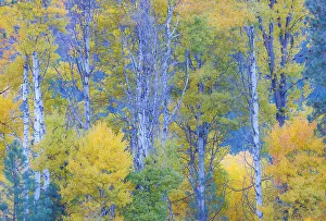 Images Dated 18th October 2021: USA, Washington State. Aspens in fall color near Winthrop