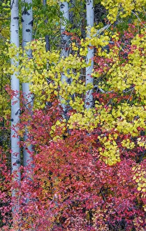 Images Dated 19th October 2021: USA, Washington State. Aspens and wild dogwood in fall color near Winthrop
