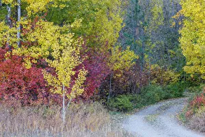 Images Dated 13th June 2022: USA, Washington State. Aspens and wild dogwood in fall color near Winthrop and curved grave roadway