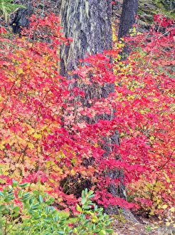 Images Dated 24th April 2019: USA, Washington State. Autumn color with yellow, red and green