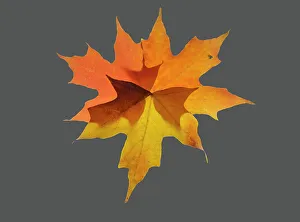 USA, Washington State. Autumn colored maple leaves still-life with gray background
