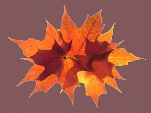Images Dated 29th June 2023: USA, Washington State. Autumn colored maple leaves still-life with rose colored background
