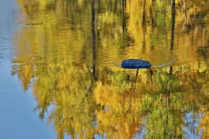 Images Dated 16th September 2024: USA, Washington State. Autumn colors along the Methow River near Winthrop
