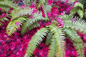 Fern Prints: USA, Washington State. Autumn patterns. Fern with red Japanese Maple leaves