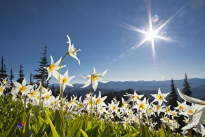 Images Dated 31st March 2020: USA, Washington State. Avalanche Lilies (Erythronium montanum