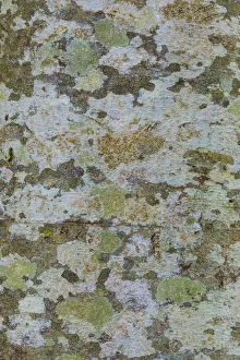Alder Prints: USA, Washington State, Bainbridge Island. Lichens on alder tree trunk. Credit as