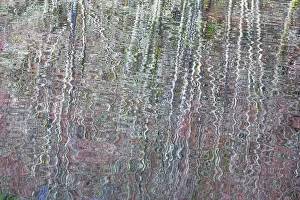 Images Dated 14th January 2018: USA, Washington State, Bainbridge Island. Reflection of alder trees on pond. Credit as