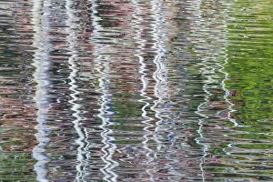 Images Dated 14th January 2018: USA, Washington State, Bainbridge Island. Reflection of alder trees on pond. Credit as