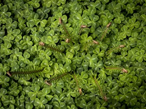 USA, Washington State, Bainbridge Island. Sword fern and oxalis plant. Credit as