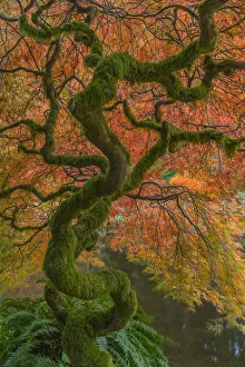 Images Dated 25th October 2017: USA, Washington State, Bainbridge Island. Japanese maple tree in fall. Credit as