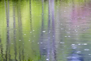 Agua Prints: USA, Washington State, Bainbridge Island. Raindrop reflections in pond