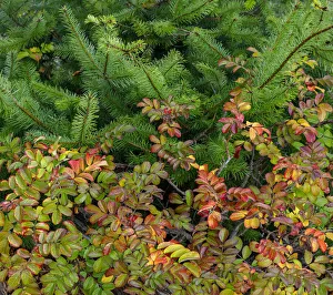Images Dated 27th April 2021: USA, Washington State, Bainbridge Island. Wild rose and fir boughs in autumn