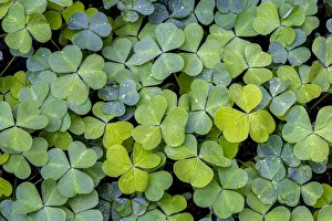 USA, Washington State, Bainbridge Island. Raindrops on oxalis leaves