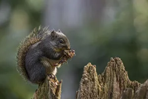 Images Dated 4th October 2021: USA, Washington State, Bainbridge Island. Douglas squirrel eating a fir cone