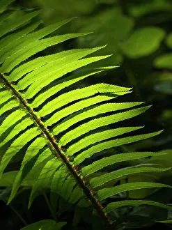 Frond Prints: Usa, Washington State, Bainbridge Island