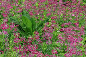 USA, Washington State, Bainbridge Island. Candelabra primrose and skunk cabbage scenic