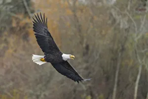 Images Dated 23rd July 2020: USA, Washington State. Bald Eagle (Haliaeetus leucocephalus