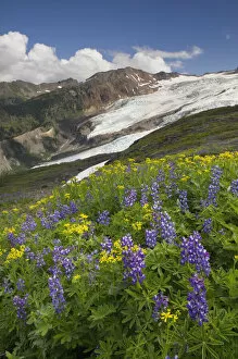 USA, Washington State. Bastille Ridge and Coleman Glacier from Meadows of Heliotrope