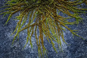 Images Dated 18th February 2019: USA, Washington State, Beacon Rock State Park. Moss and lichens growing on concrete bridge