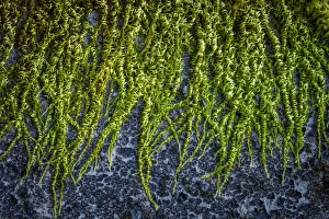 Moss Prints: USA, Washington State, Beacon Rock State Park. Moss and lichens growing on concrete bridge