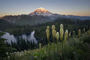 Images Dated 31st March 2020: USA, Washington State. Beargrass (Xerophyllum tenax) wildflowers from the flank of Tolmie