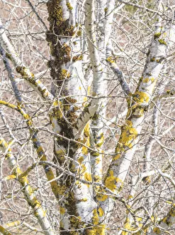 Bellevue Prints: USA, Washington State, Bellevue, Birch tree with lichen early spring