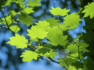 Images Dated 1st September 2022: Usa, Washington State, Bellevue. Backlit glowing leaves of Vine maple tree in sunlight
