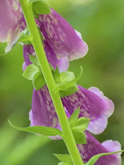 Images Dated 1st September 2022: Usa, Washington State, Bellevue. Pink foxglove flower close-up
