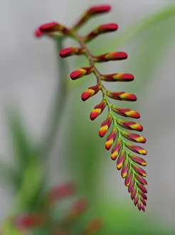Images Dated 1st September 2022: Usa, Washington State, Bellevue. Crocosmia Lucifer flower