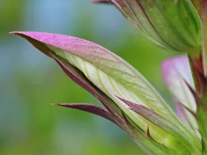 Images Dated 1st September 2022: Usa, Washington State, Bellevue. Bear's breeches flower close-up