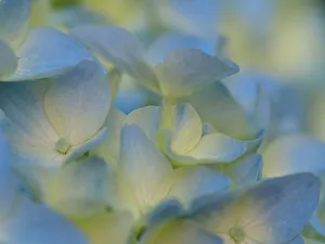 Images Dated 1st September 2022: Usa, Washington State, Bellevue. Blue and white Bigleaf hydrangea flower