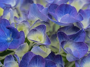 Images Dated 1st September 2022: Usa, Washington State, Bellevue. Blue and white Bigleaf hydrangea flower