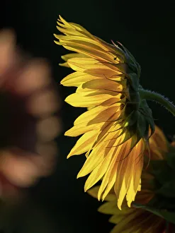 Images Dated 1st September 2022: Usa, Washington State, Bellevue. Backlit common sunflower