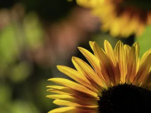 Images Dated 1st September 2022: Usa, Washington State, Bellevue. Backlit common sunflower